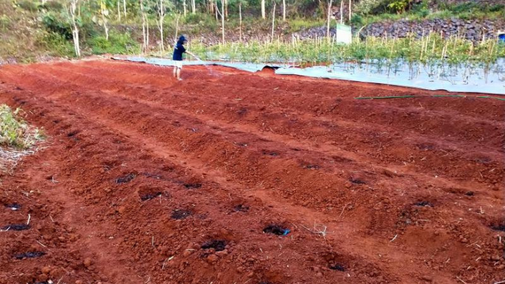 Urgensi Revitalisasi Tanah untuk Swasembada Pangan Berkelanjutan